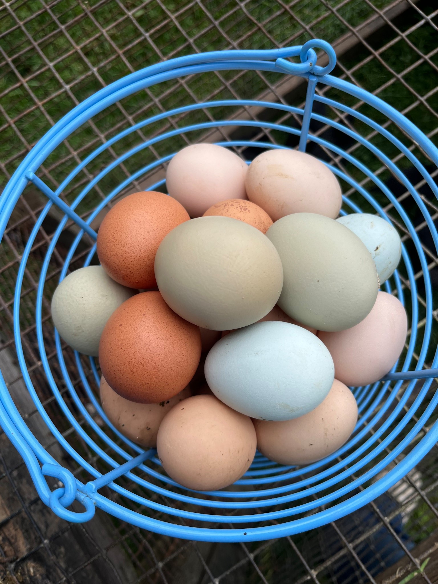We love this egg basket so much that we have multiples of them.  

#LTKFindsUnder50 #LTKdayinmylife