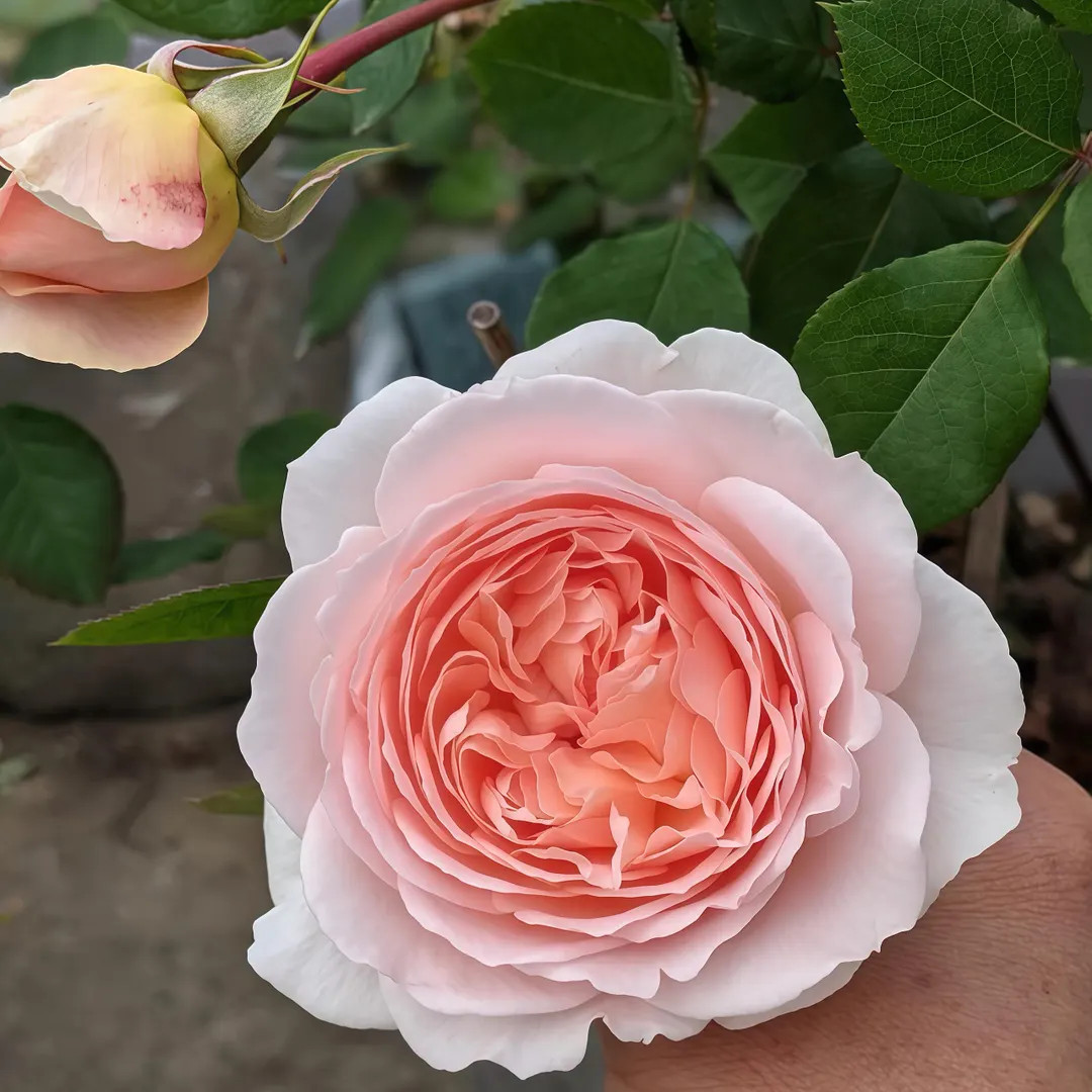 Bliss /fairytale Magic 童话魔法 Own Root. - Etsy | Etsy (US)