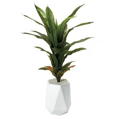 Corn Plant | Frontgate | Frontgate