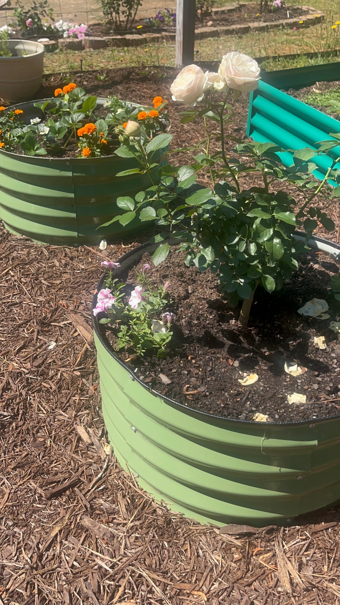 I love these round planters! So great for the garden and I love the color 

#LTKSaleAlert #LTKSeasonal #LTKHome