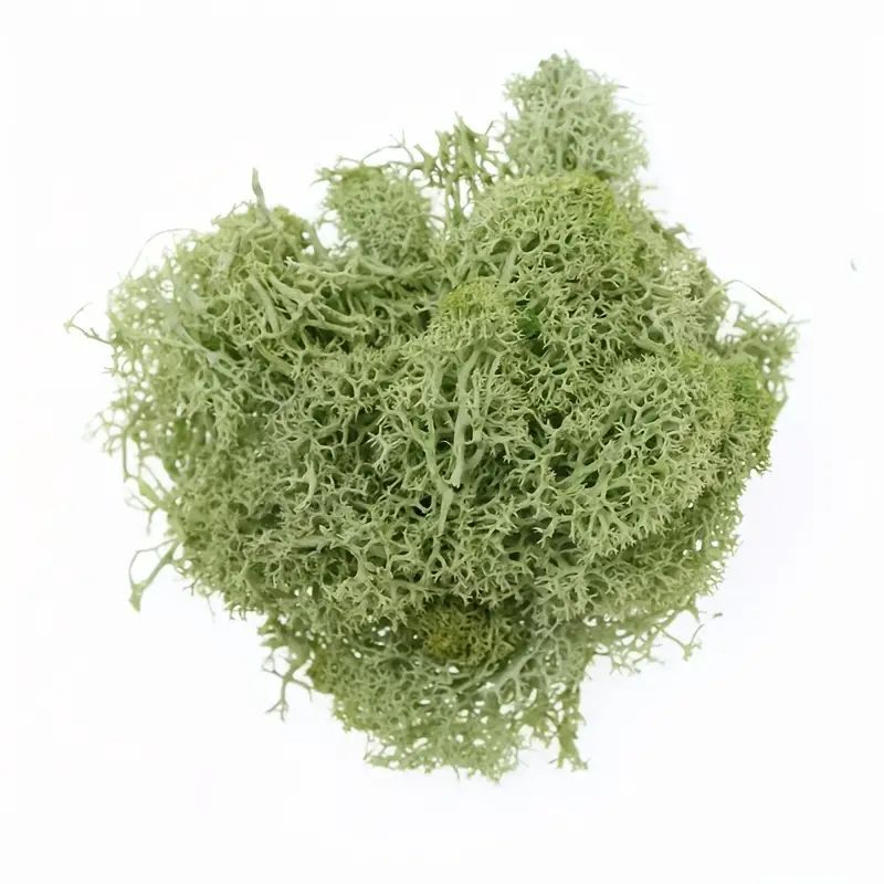 Artificial Moss, Charcoal Moss, 0.8oz/22.7g, Forest Green Moss, Green Moss For Spring, Suitable F... | Temu Affiliate Program