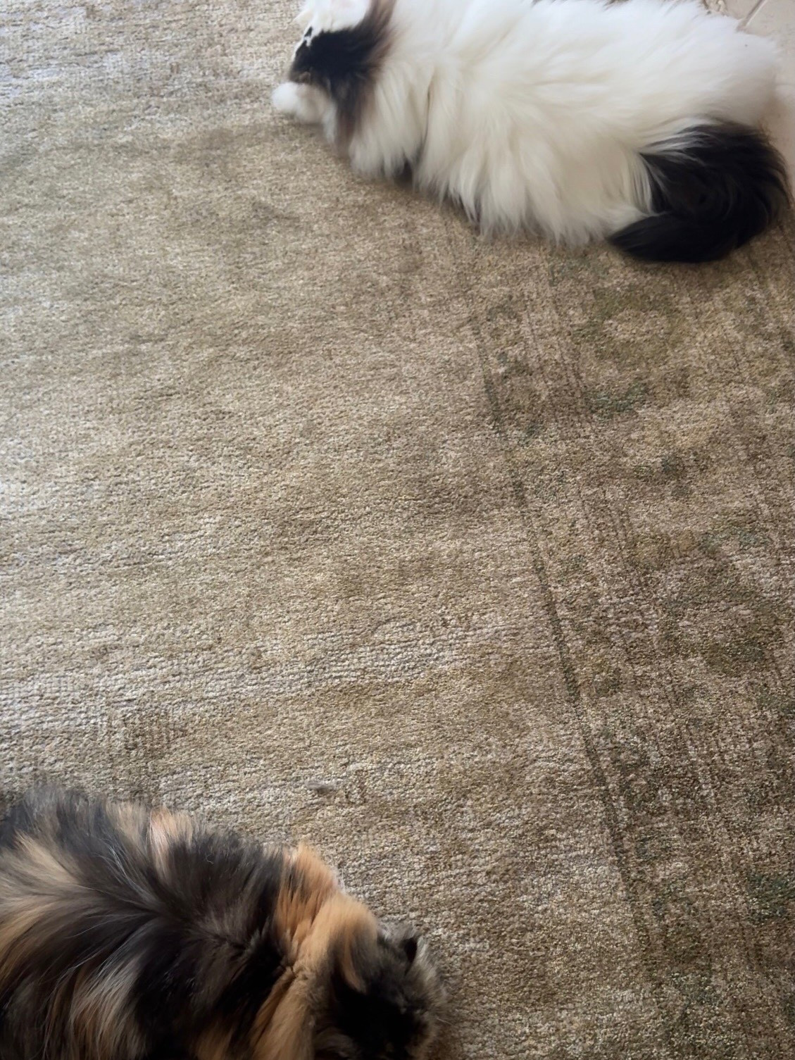 Area rug, neutral rug, rug, living room rug, bedroom rug, Loloi rug, wayfair rug, cozy rug, vintage inspired rug

#LTKSeasonal #LTKHome