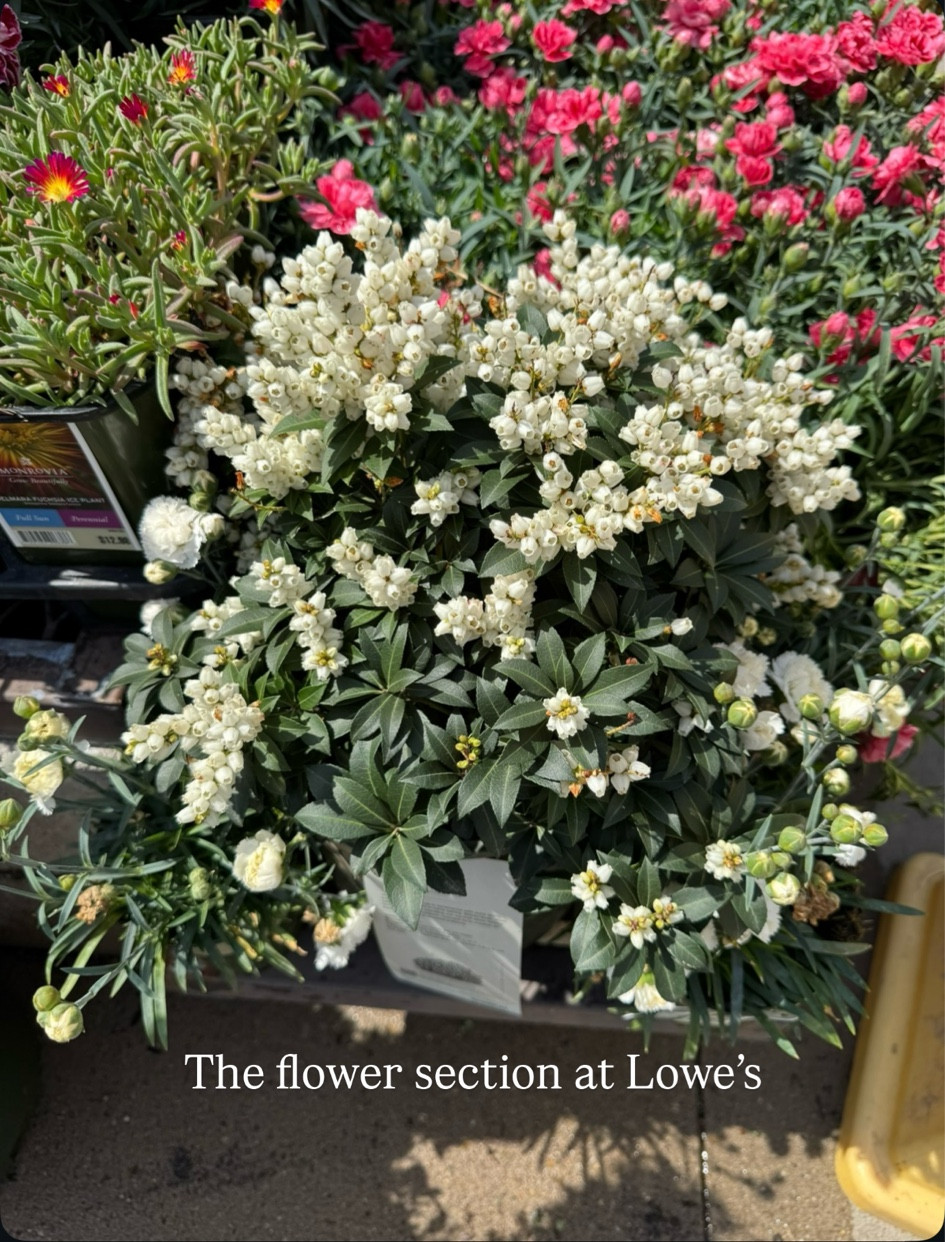 The older I get the more I enjoy the flower section at Lowe’s 😂 maybe it’s because I can’t keep a plan alive to save my life 