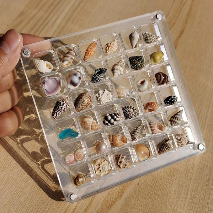 Acrylic Magnetic Seashell Display Box, Magnetic Seashell Display Box, Transparent Seashell Storag... | Amazon (US)