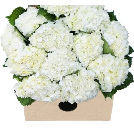 Blooms2Door Valentine's Day Favorite: Farm-Fresh Hydrangeas in Bulk: 15 White Hydrangeas (Naturally  | Walmart (US)
