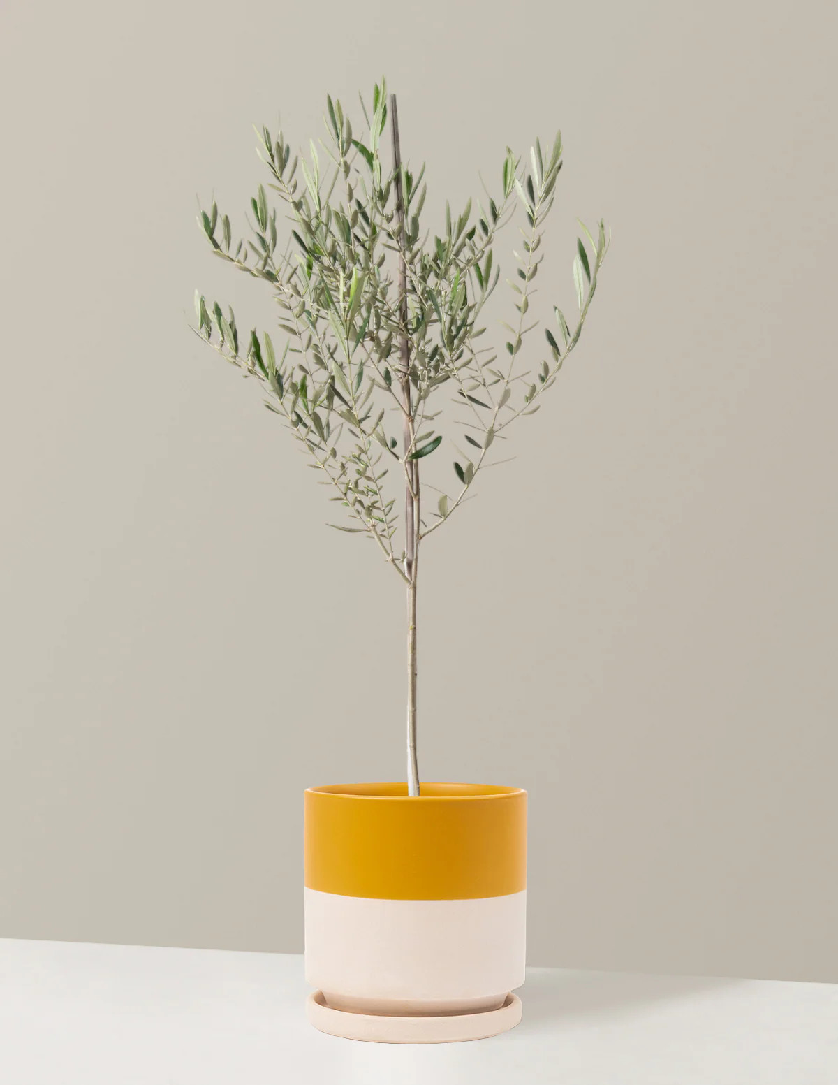 Olive Tree | The Sill