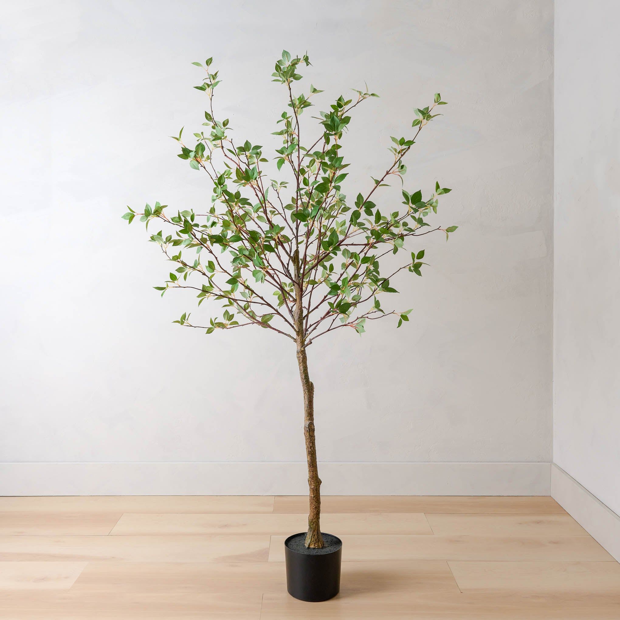 Large Potted Green Leaf Tree | Magnolia