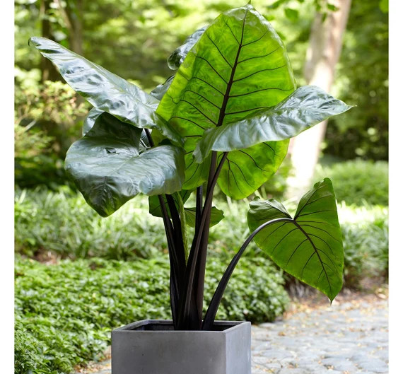 Large Elephant Ear "Black Stem" -Colocasia esculenta- Give your garden a tropical look this year,Gre | Etsy (US)