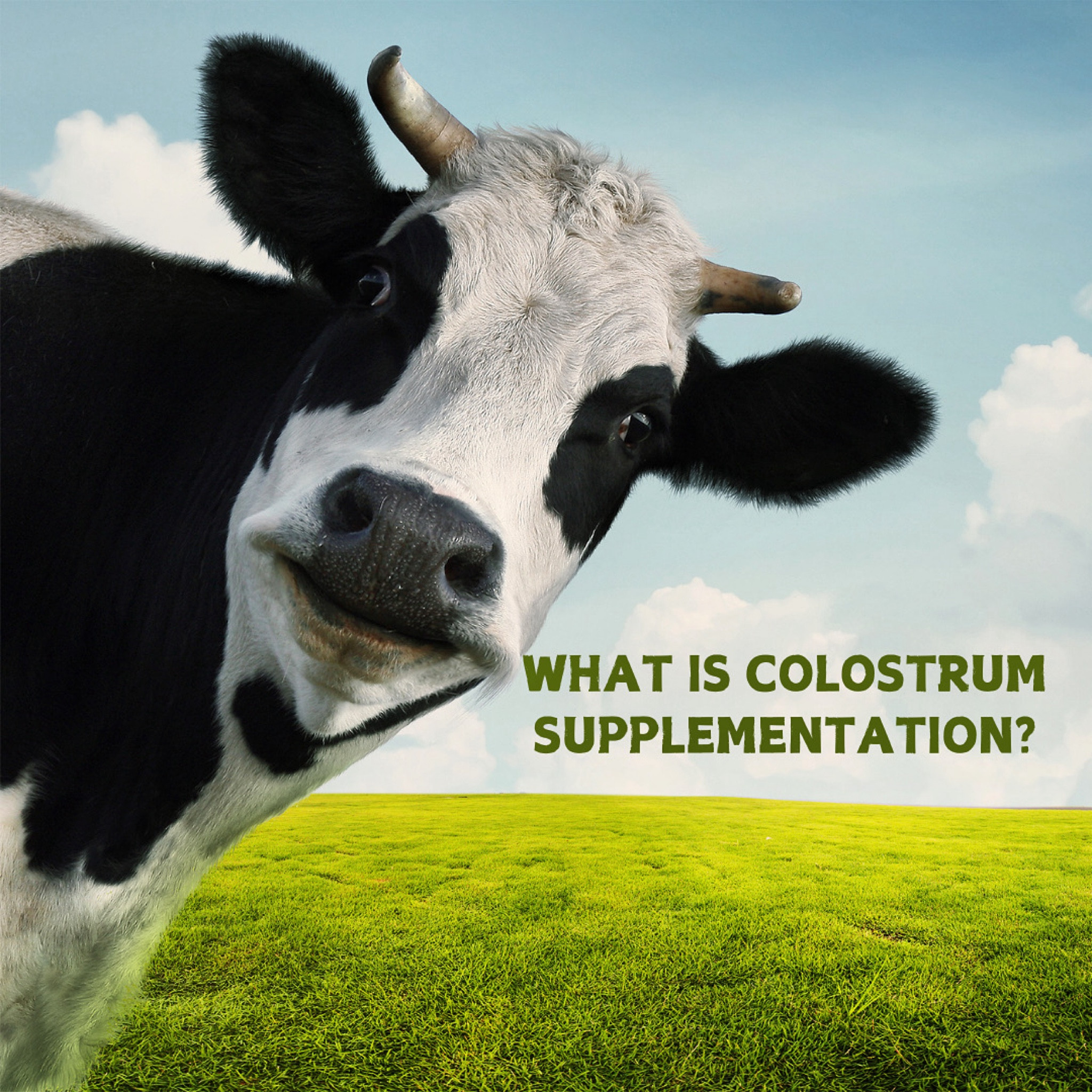 Shop colostrum 