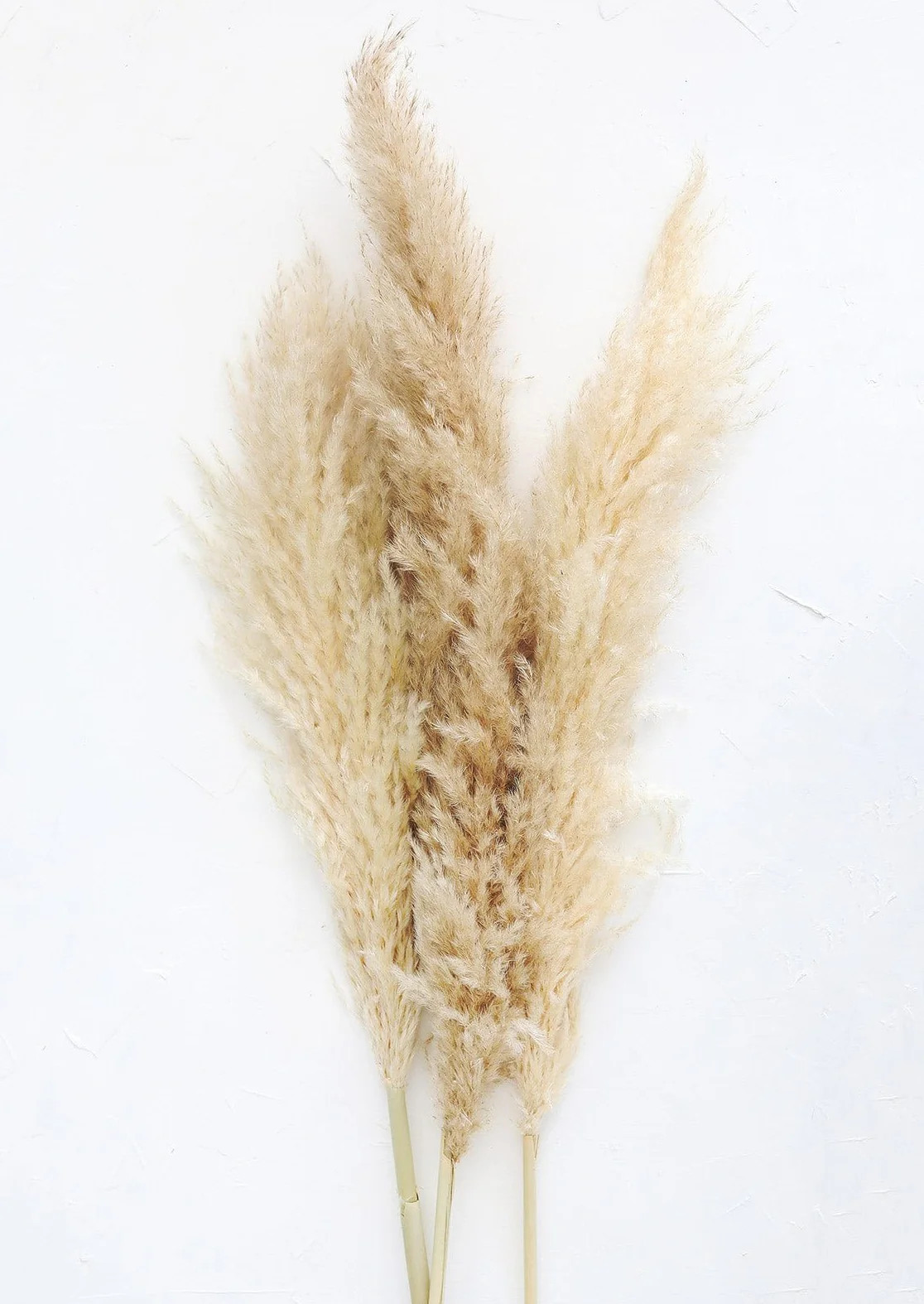 Bundle of 3 Dried Natural Pampas Grass - 40-48" | Afloral