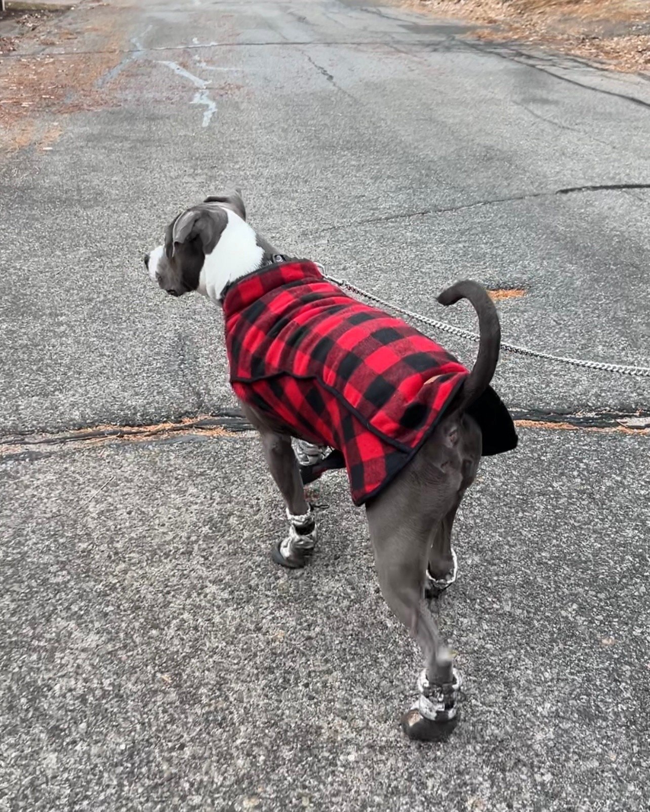 Best waterproof booties for a pup who walks in any weather 🐾💧

#LTKGiftGuide #LTKdayinmylife #LTKActive