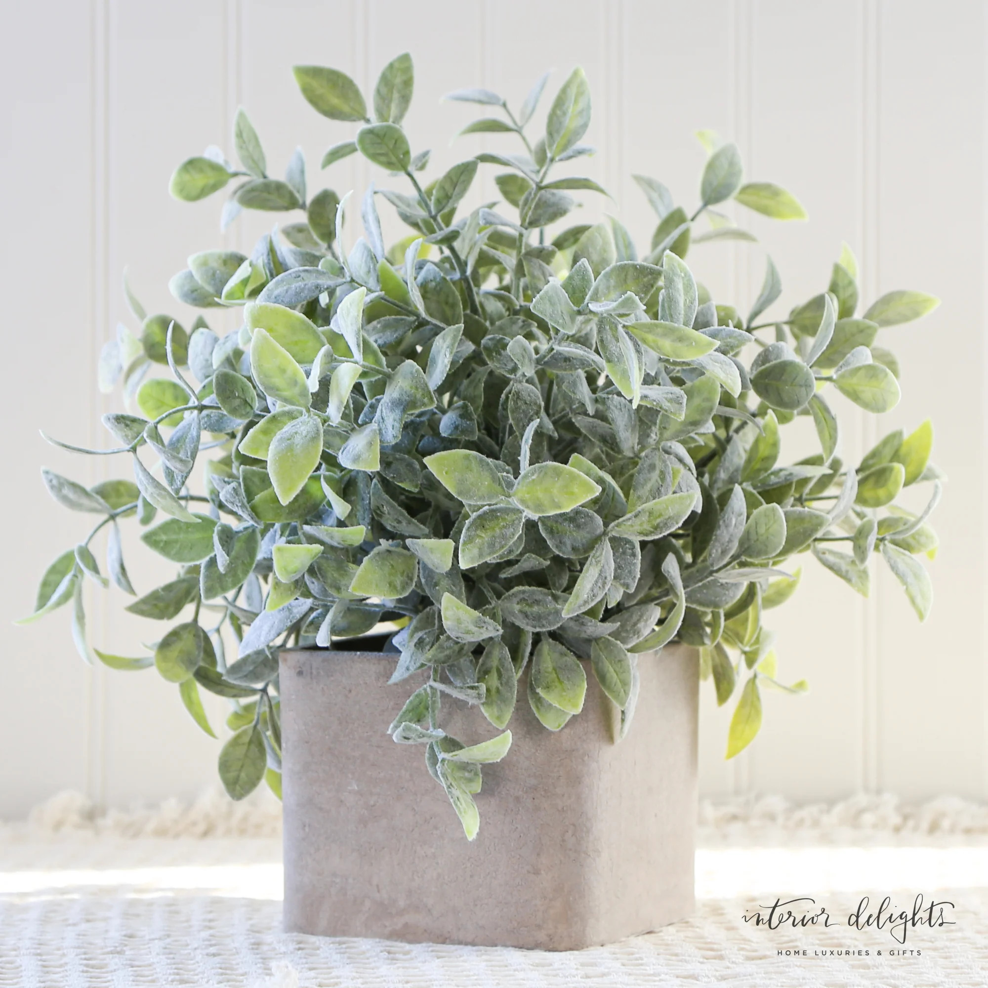 Sage in Cement Pot | Interior Delights
