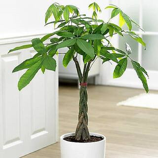 national PLANT NETWORK 6 in. Braided Money Tree Plant in Grower Pot-HD7655 - The Home Depot | The Home Depot