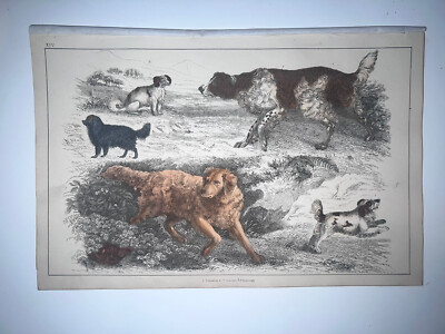 Goldsmith 1847 Antique Hand Colored Engraving Dogs | eBay US