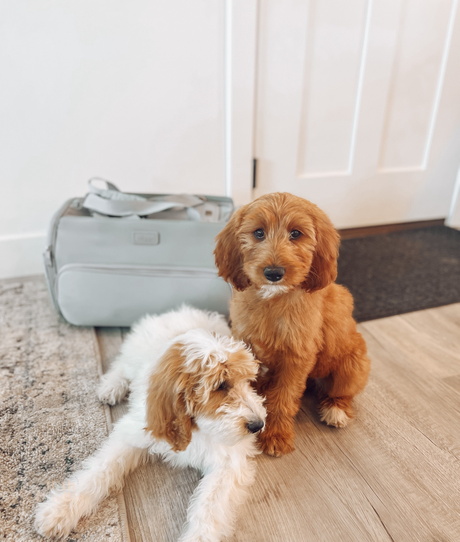 the best dog carrier that can travel on a plane or in a car for your furry pet!

#LTKhome #LTKfamily