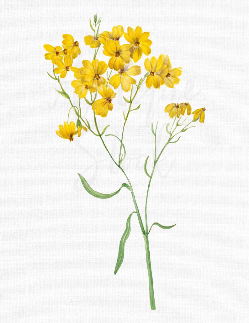 PNG Flowers greenstem Paper Flower Botanical Illustration Digital Download for Invitations, Scrap... | Etsy ROW