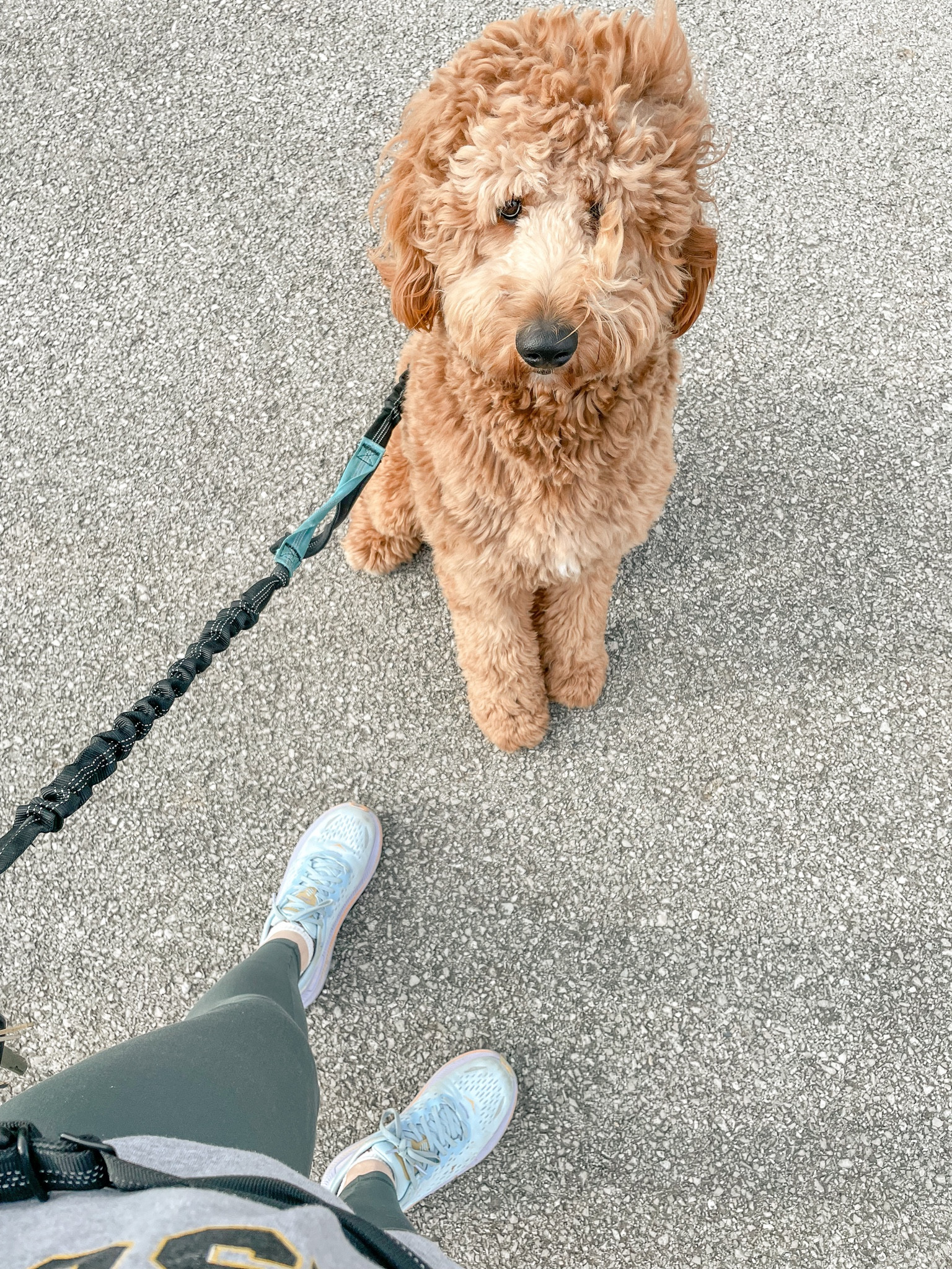 Dog walking essentials 

#LTKfit #LTKfamily #LTKSeasonal