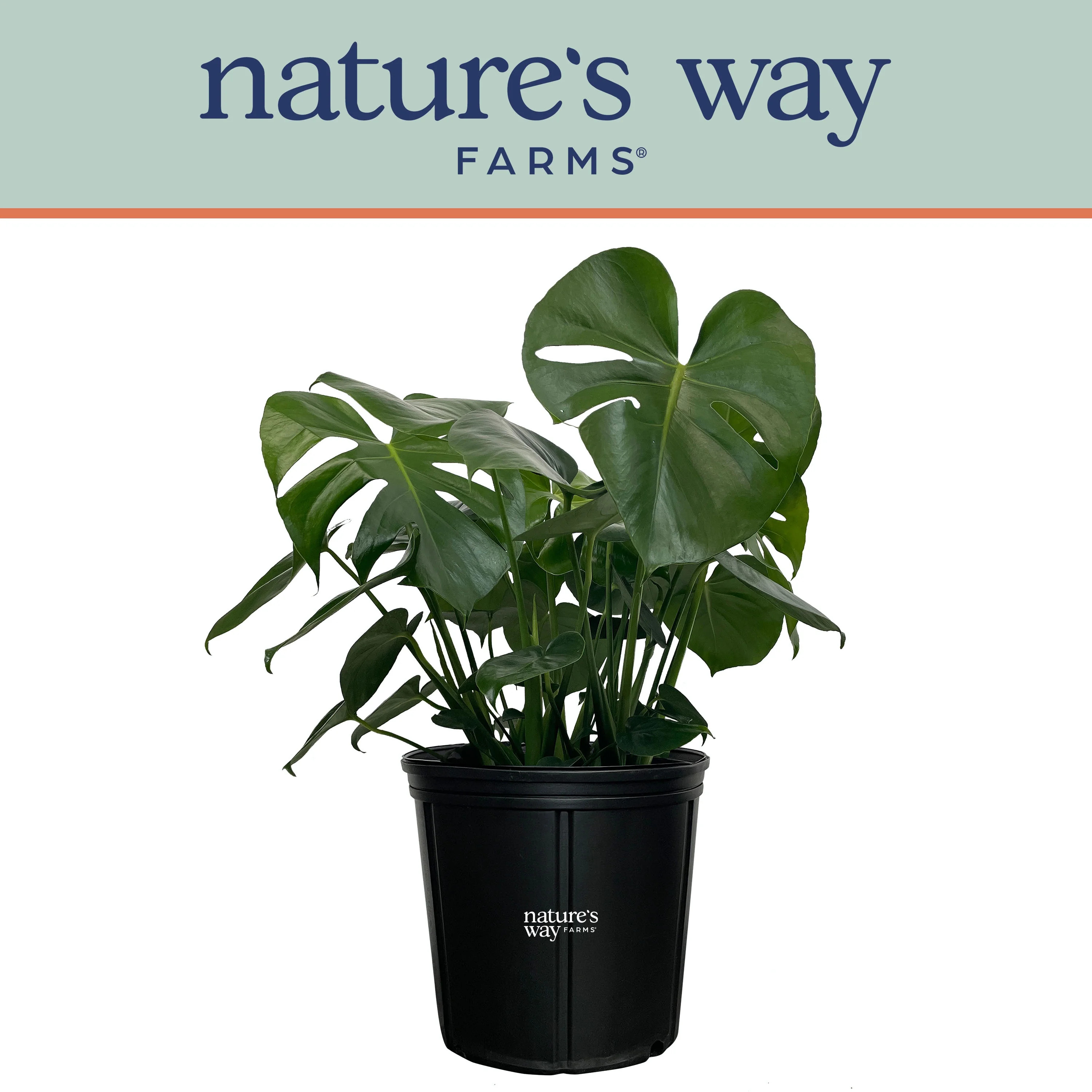 Nature's Way Farms Philodendron Monstera Live Plant (25-30 inches tall) in growers pot | Walmart (US)