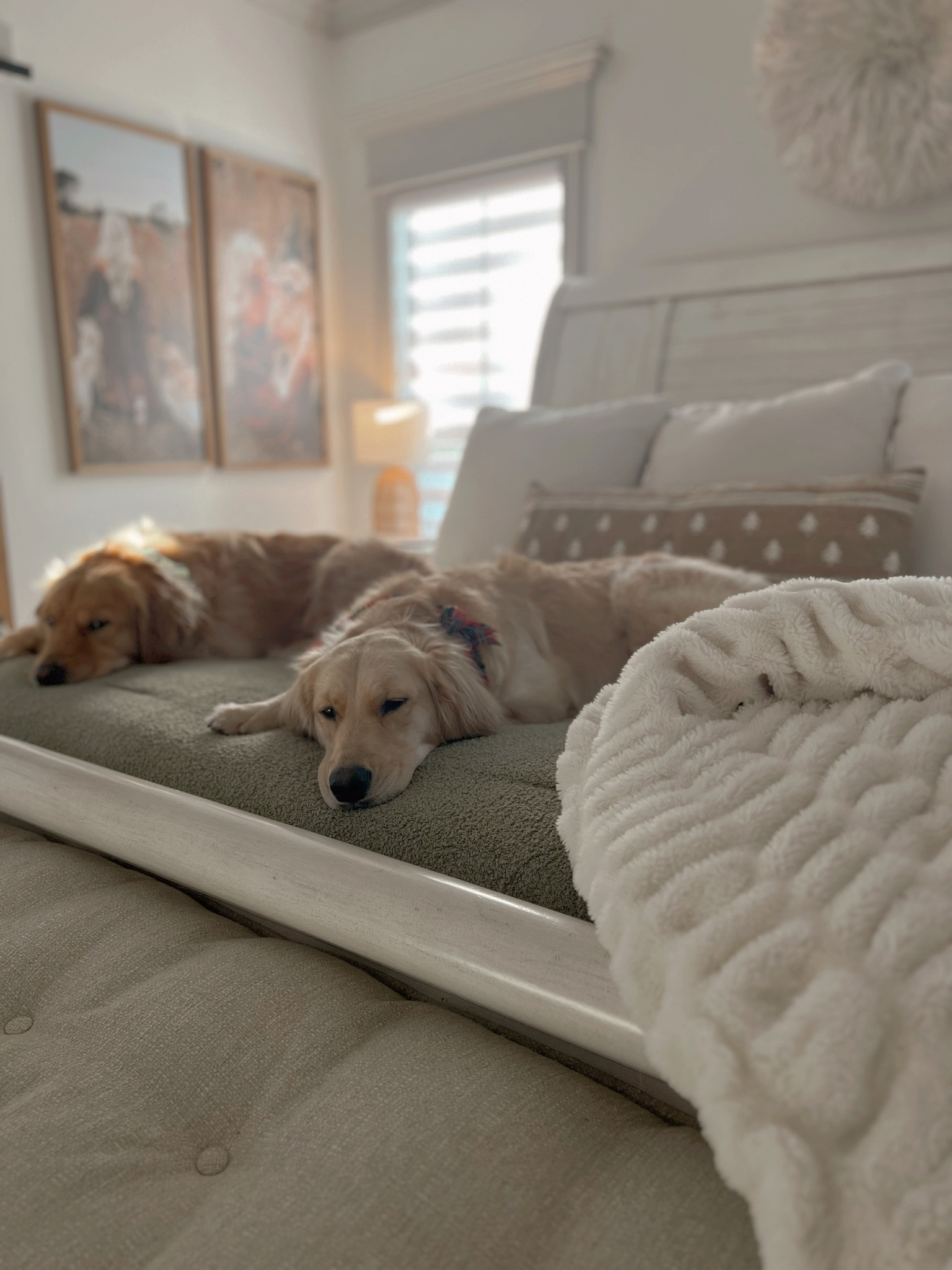 The dogs clearly approve🌲😂✨ LOVE IT. 15/10 suggest this Target chenille comforter set. Second year w/ it & I love it! The color is SO GORGEOUS!

Comforter set / holiday bedding / sheets / affordable / target finds / Holley Gabrielle / cozy / comfy / soft 