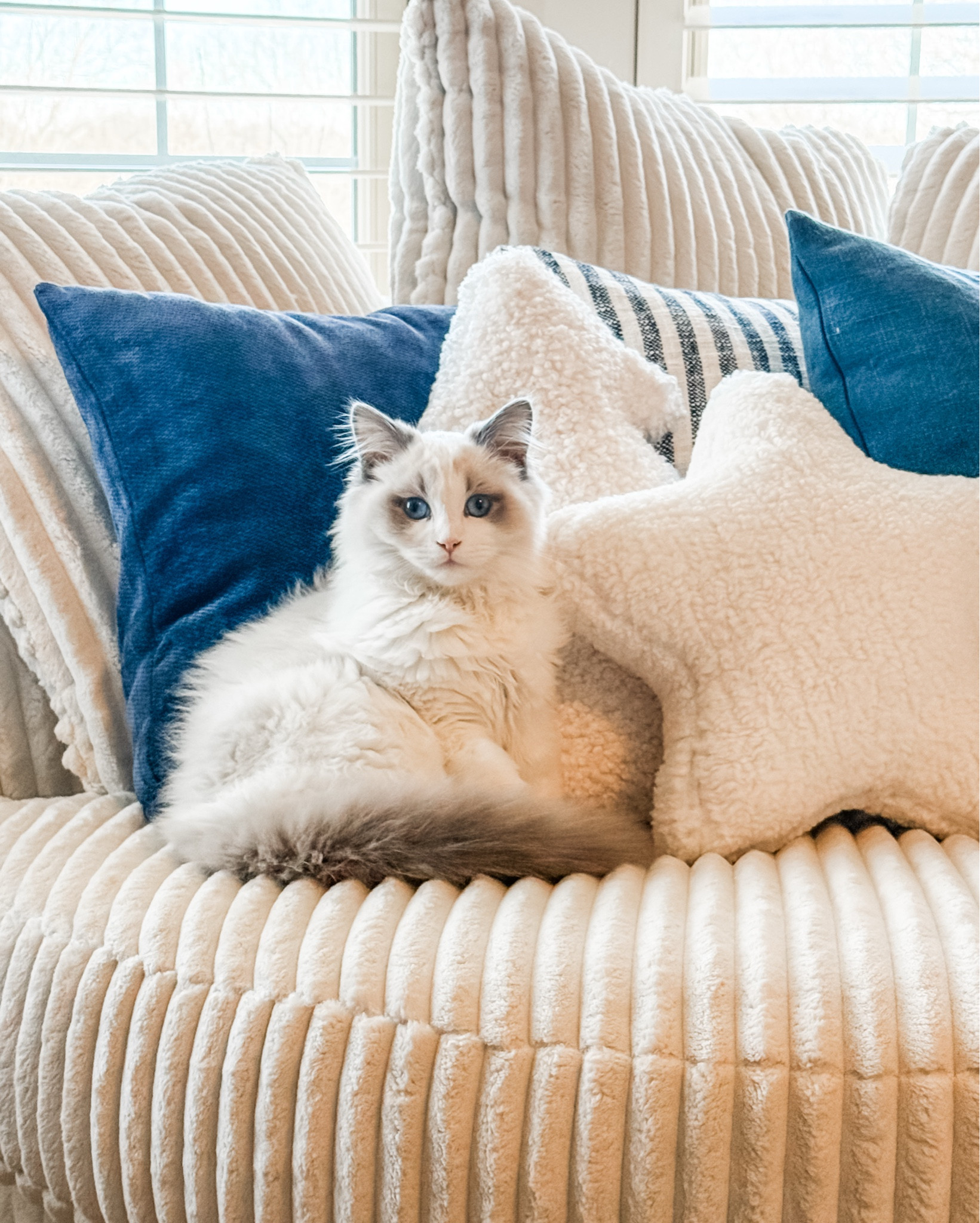 Everyone including Apollo Sky 🩵loves this big comfy swivel chair. Perfect for napping 💤 

Perfect for those fur babies, kiddos teens and adults! The entire family  

Crazy Busy Mama 

#LTKKids #LTKFamily #LTKHome