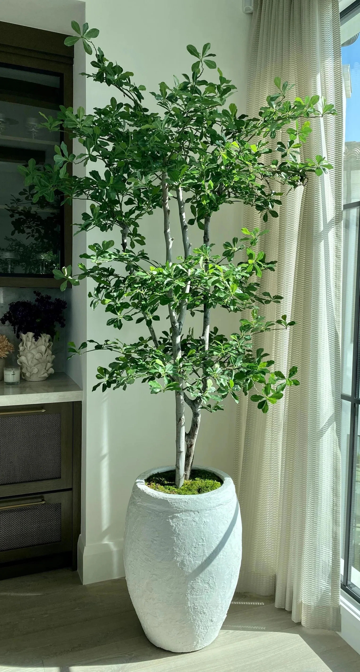 6 Ft Artificial Black Olive Tree with Real Wood Trunk – Lifelike Faux Indoor Floor Plant for Ho... | Wayfair North America