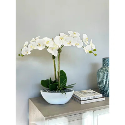 Kora Organic Modern Orchid Arrangement with Rocks and Moss | Wayfair North America