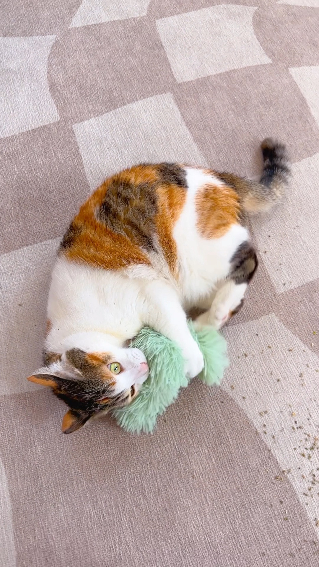 catnip kicker toy Pony goes nuts for! 

#cat #catnip #toy 

#LTKhome #LTKSeasonal #LTKFind