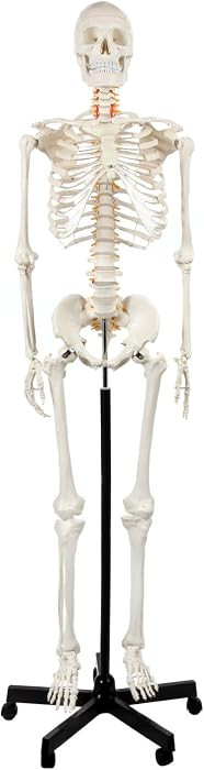 Life Size Skeleton Model for Anatomy Study | Amazon (US)