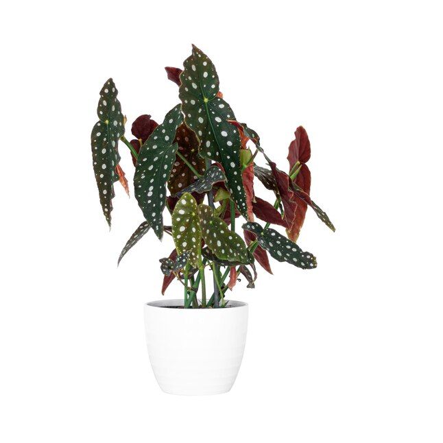 Trending Tropicals  Multicolor Begonia in 1.4-Quart Plastic Planter | Lowe's