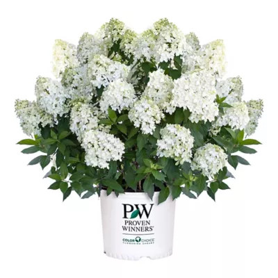 Proven Winners 5 gal. Hydrangea Puffer Fish Shrub | Tractor Supply