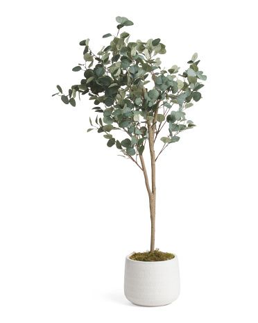 5ft Eucalyptus Tree In Glazed Pot | TJ Maxx