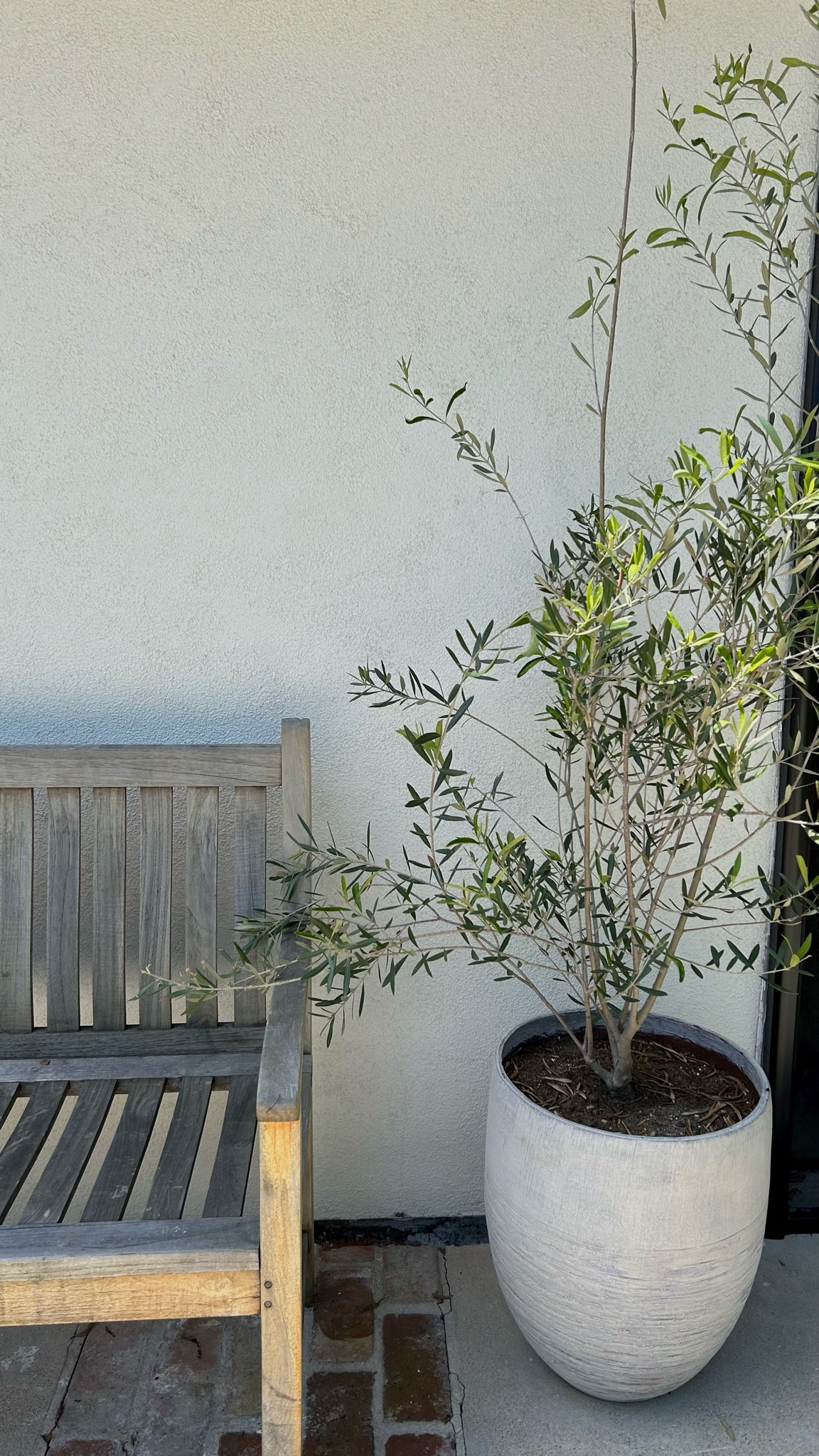 Organic modern planter 

#LTKGiftGuide #LTKhome #LTKunder100