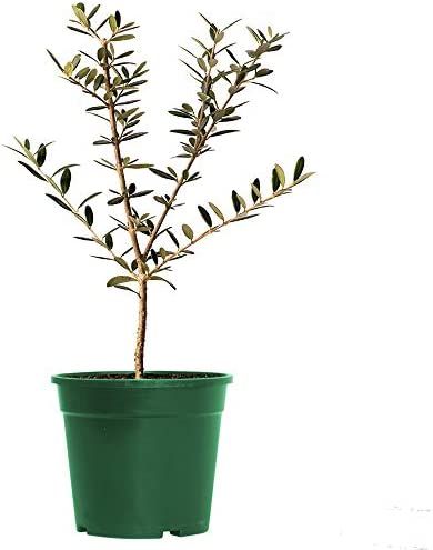 American Plant Exchange Arbequina Olive Tree Live Plant, 6" Pot, Delectable Fruit | Amazon (US)