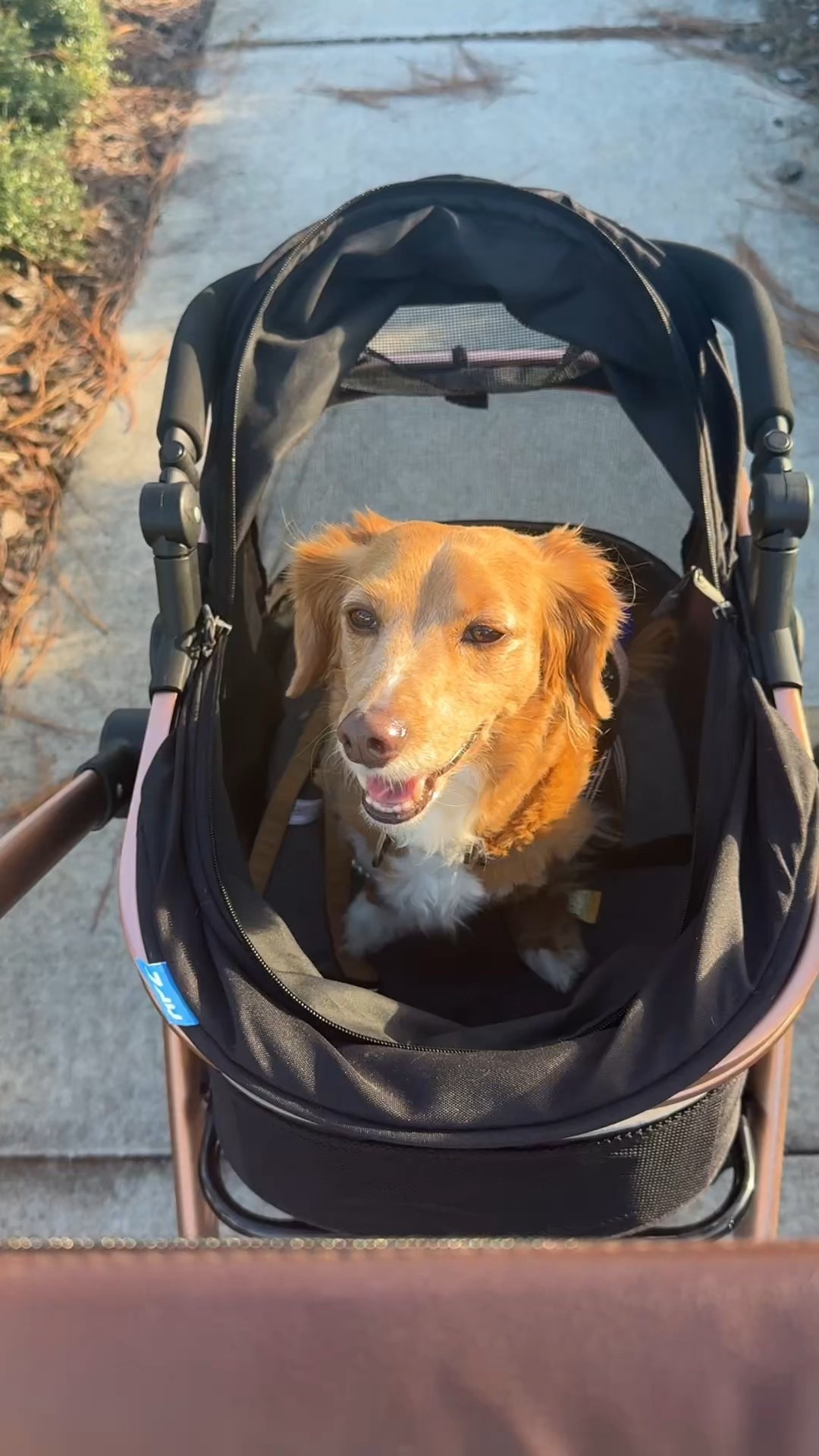 The best dog stroller! 

#LTKFamily #LTKSeasonal #LTKPets