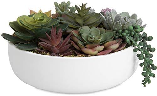 Succulent plant. Amazon Sales Amazon deals Amazon finds Amazon Home | Amazon (US)