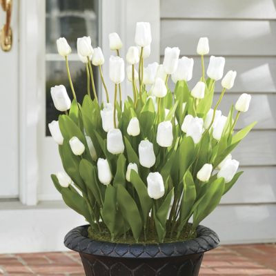 Flowering Tulip Urn Fillers | Grandin Road