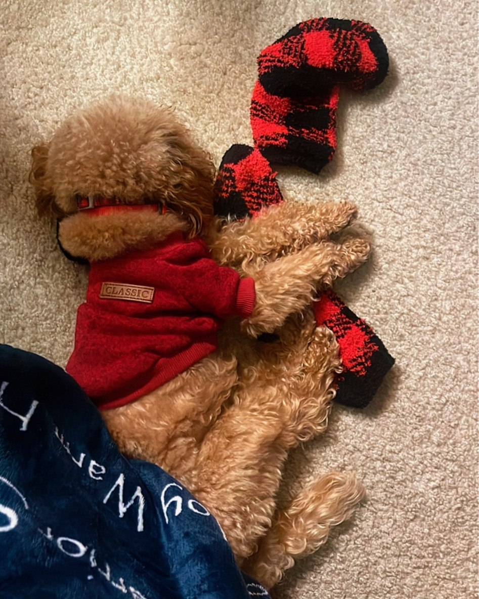 Cozy dog sweaters for your fur baby. Badger is 5-lbs and wears xs #dogmom #ltkpets

#LTKhome #LTKfindsunder50 #LTKfamily