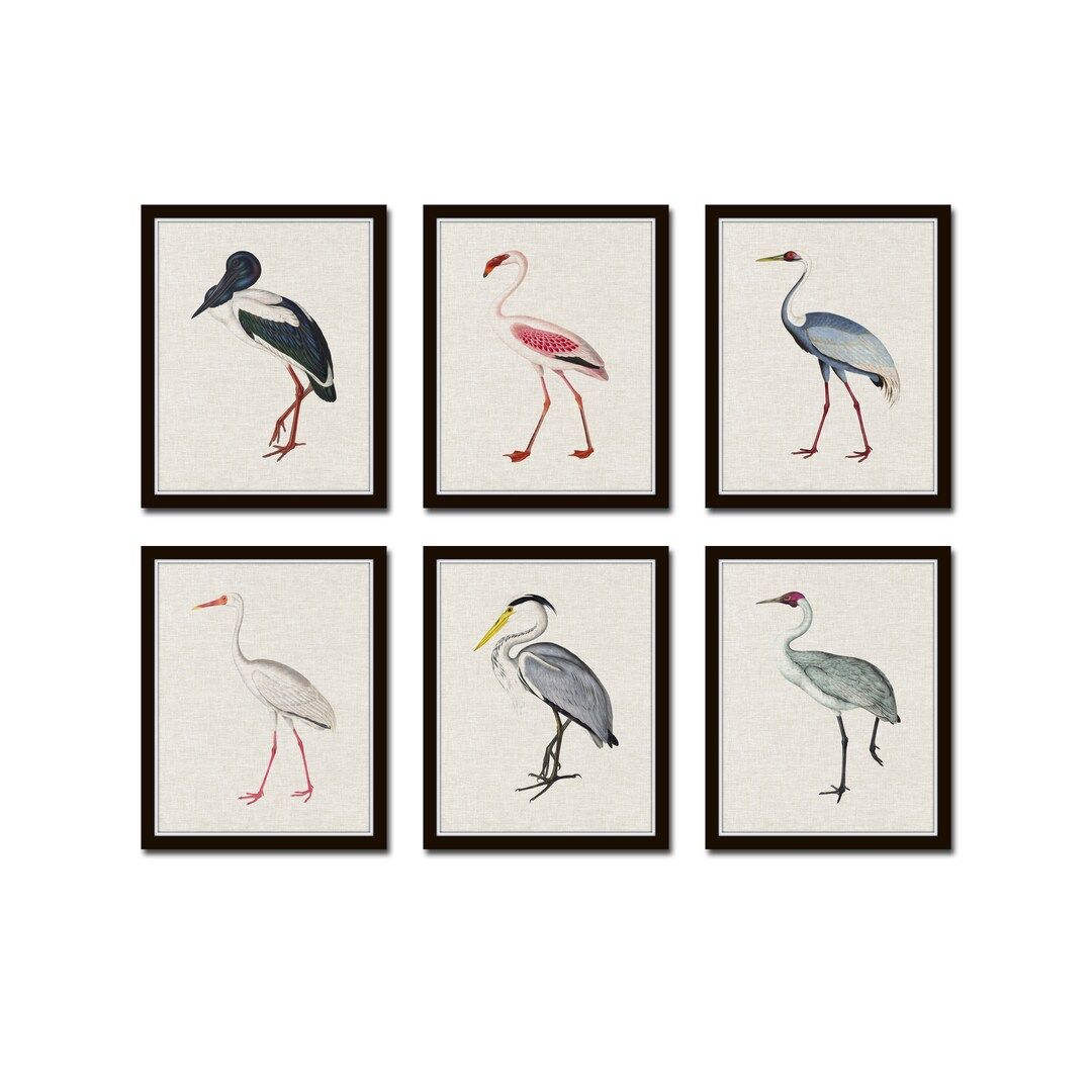 Tropical Sea Birds Set of 6 Vintage Bird Prints Giclee Art - Etsy | Etsy (US)
