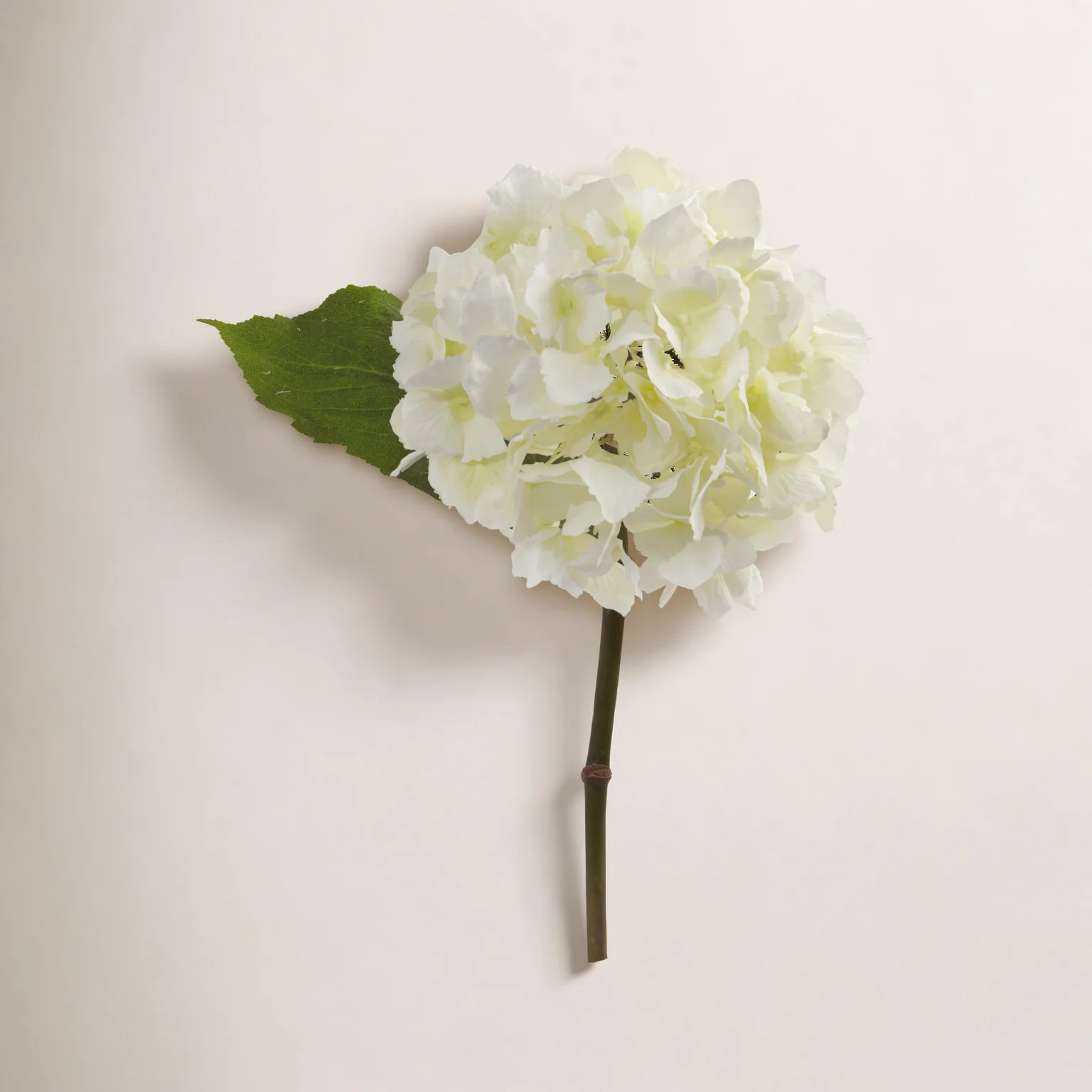 Hydrangea | Birch Lane
