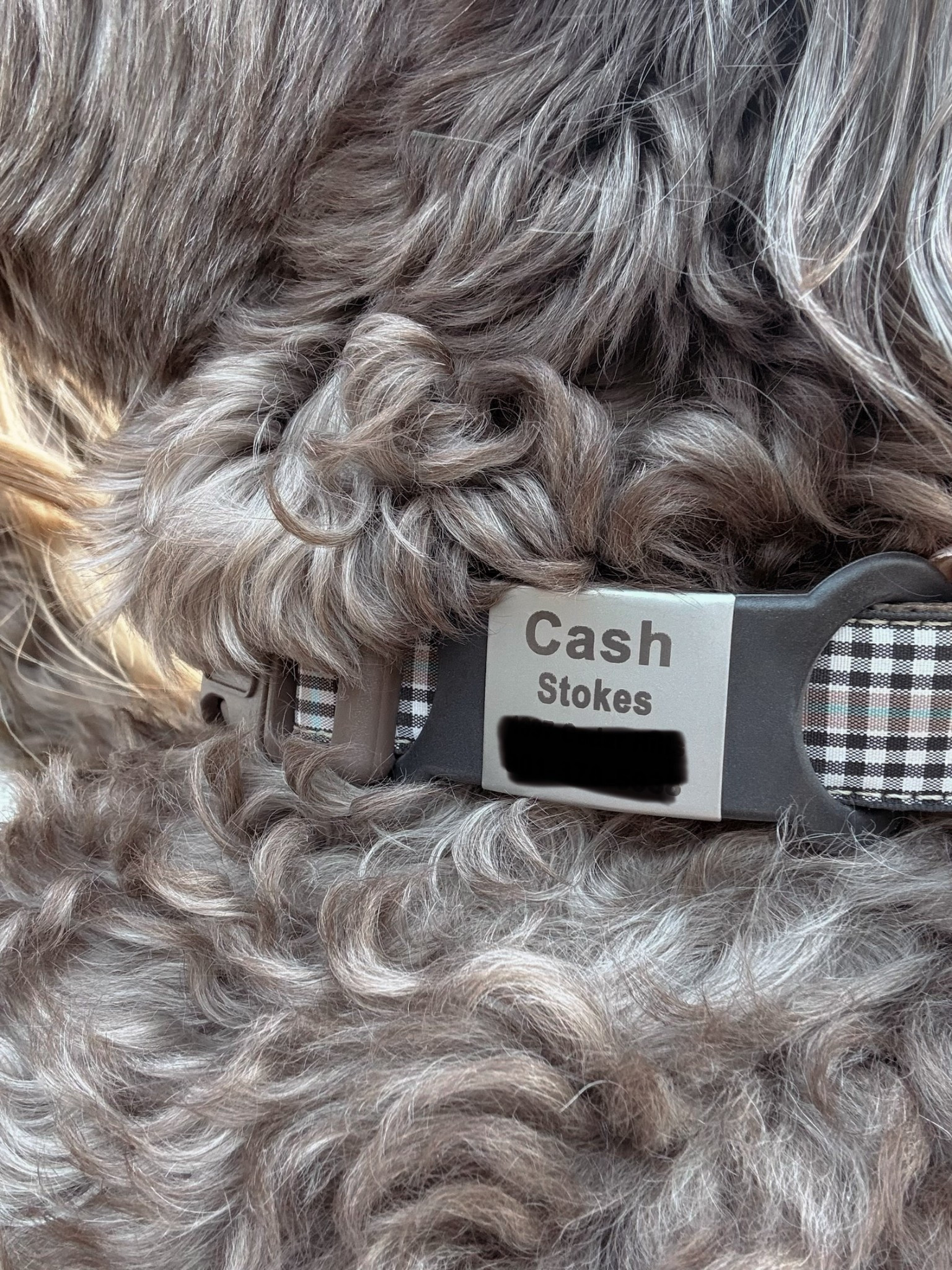 Dog tag from Amazon that fits over their collar. I cant stand the ones the dangle 🥴😆 

#LTKdayinmylife #LTKHome #LTKActive