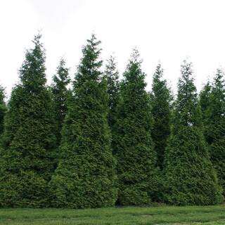 7 Gal. Green Giant Arborvitae Evergeen live Shrub | The Home Depot