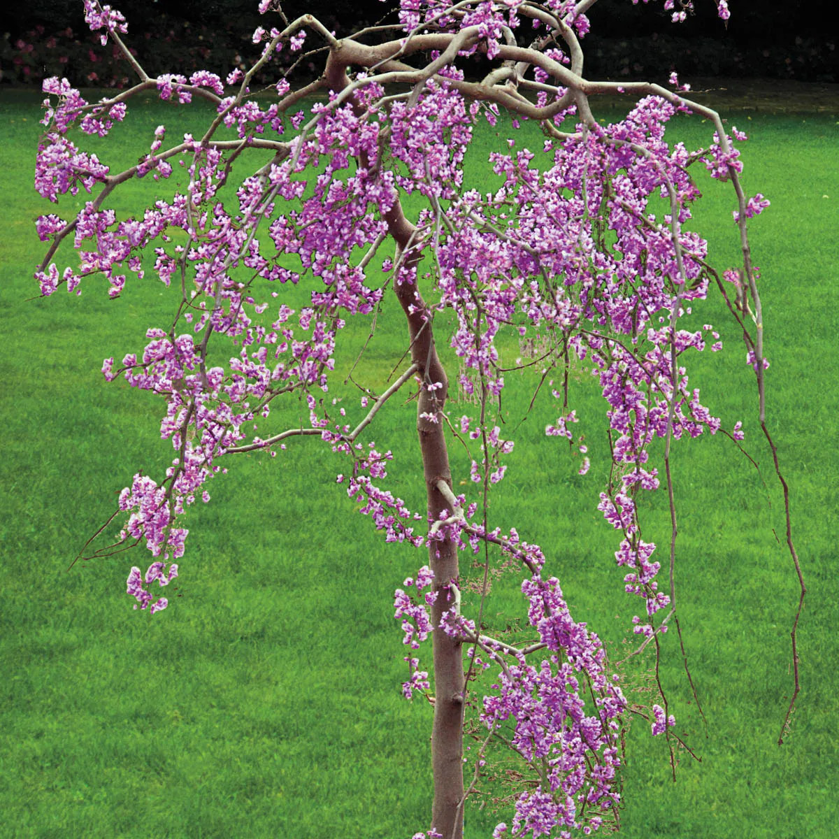 Spring Hill Nurseries Pink Flowering Tree Lavender Twist Weeping Dormant Starter Bareroot | 75632 | Lowe's