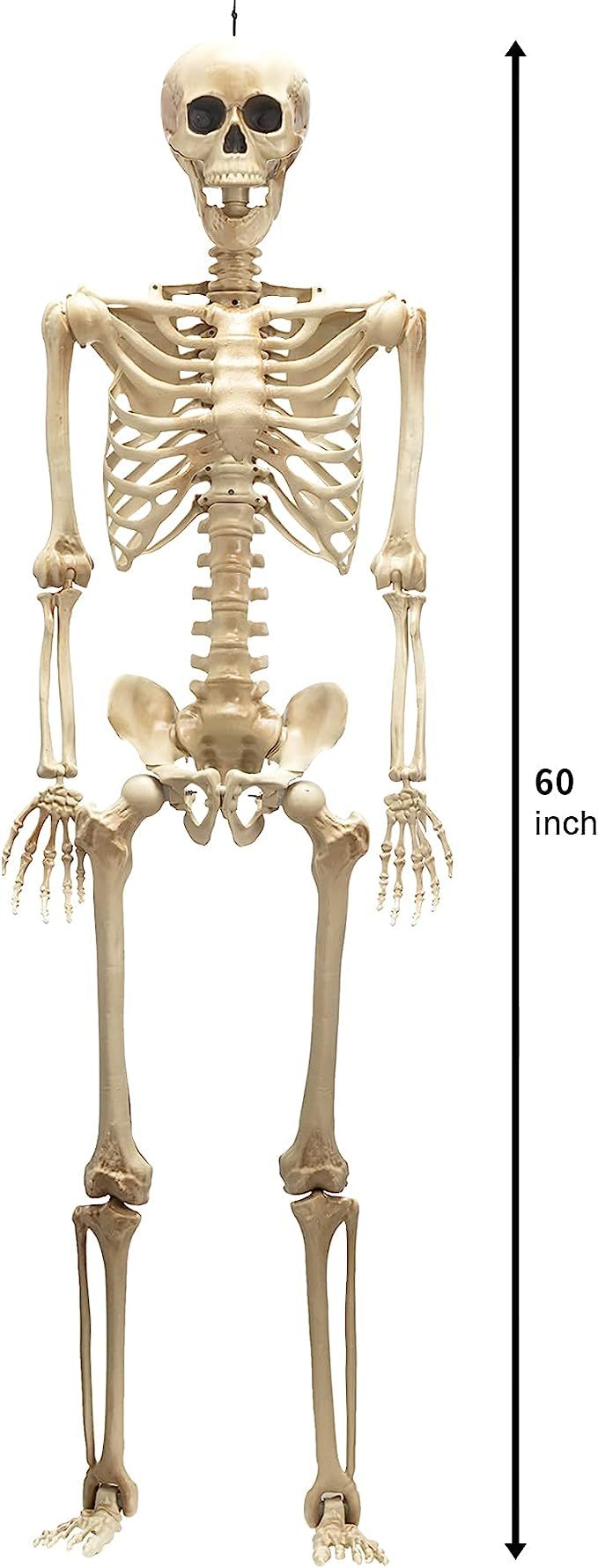 JOYIN 1.5m Halloween Life-Size Skeleton, Full Body Plastic Skeleton with Movable Joint, Human Bon... | Amazon (US)