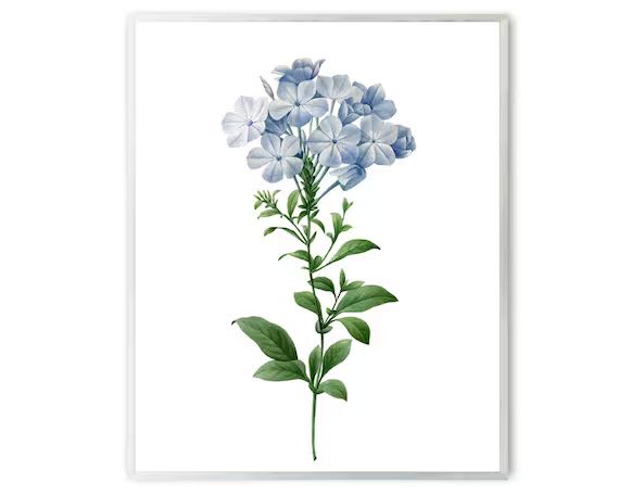 Blue Flower Printable, P.J. Redoute Vintage Illustration, Plumbago Flowers Botanical Wall Art INS... | Etsy (US)