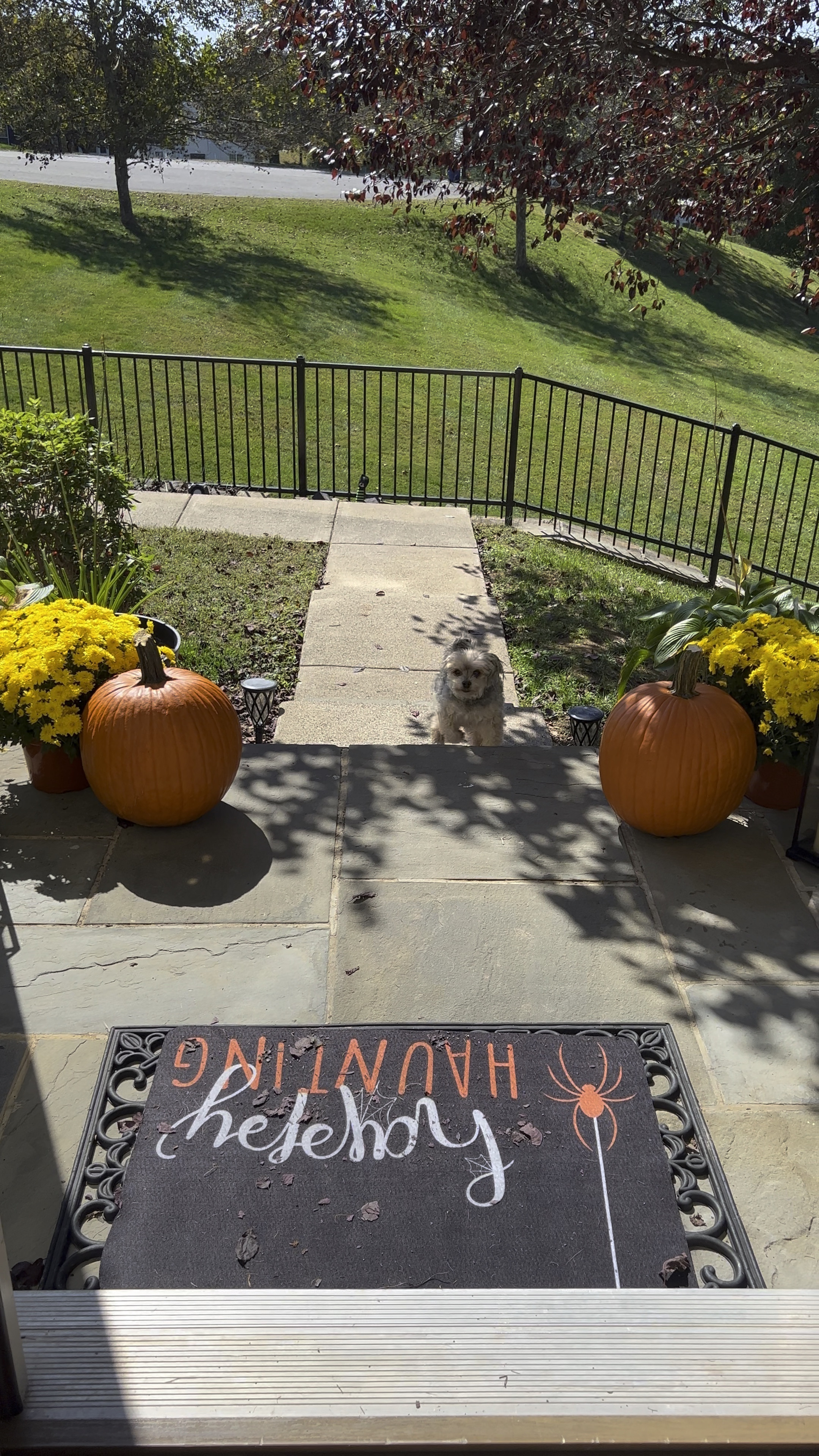 I need to sweep, but Kane looks so cute! 🎃 LOVE these Halloween rugs—->

#LTKHalloween #LTKSeasonal