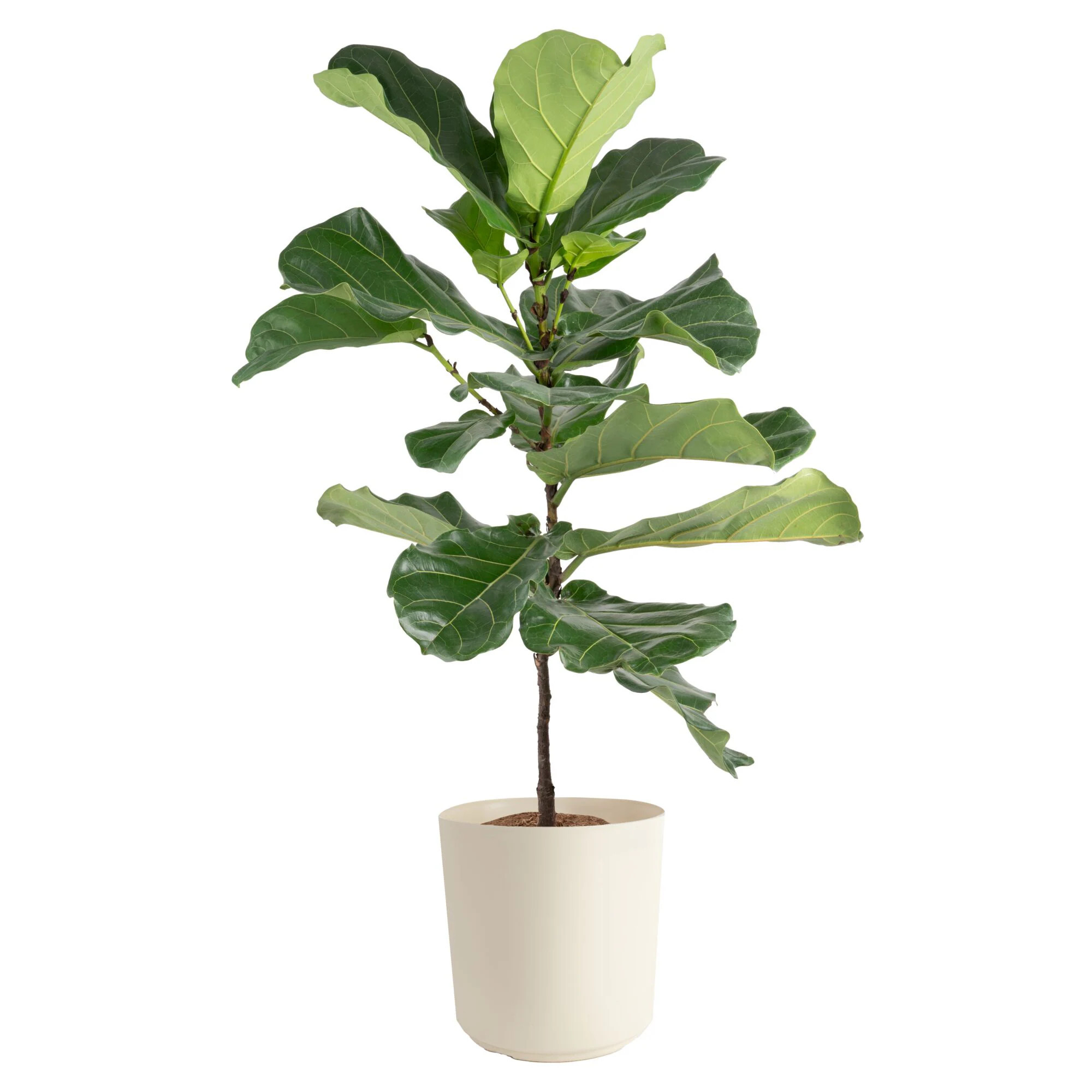 Costa Farms Fiddle Leaf Fig Ficus Lyrata Standard House plant in 10 Inch(es) Pot 1 -Pack | L-FLF-S-NCP-01-LW | Lowe's