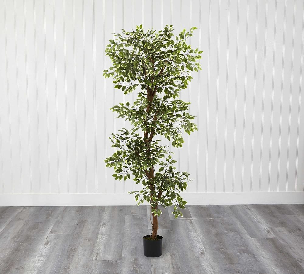 Faux Variegated Ficus Tree, 6' | Pottery Barn (US)