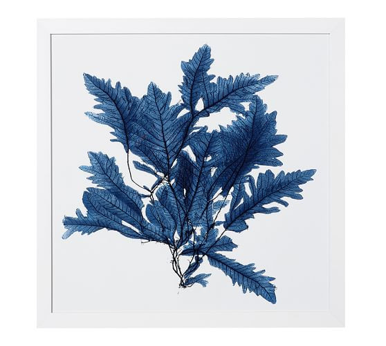 Framed Coral Prints - Indigo | Pottery Barn (US)