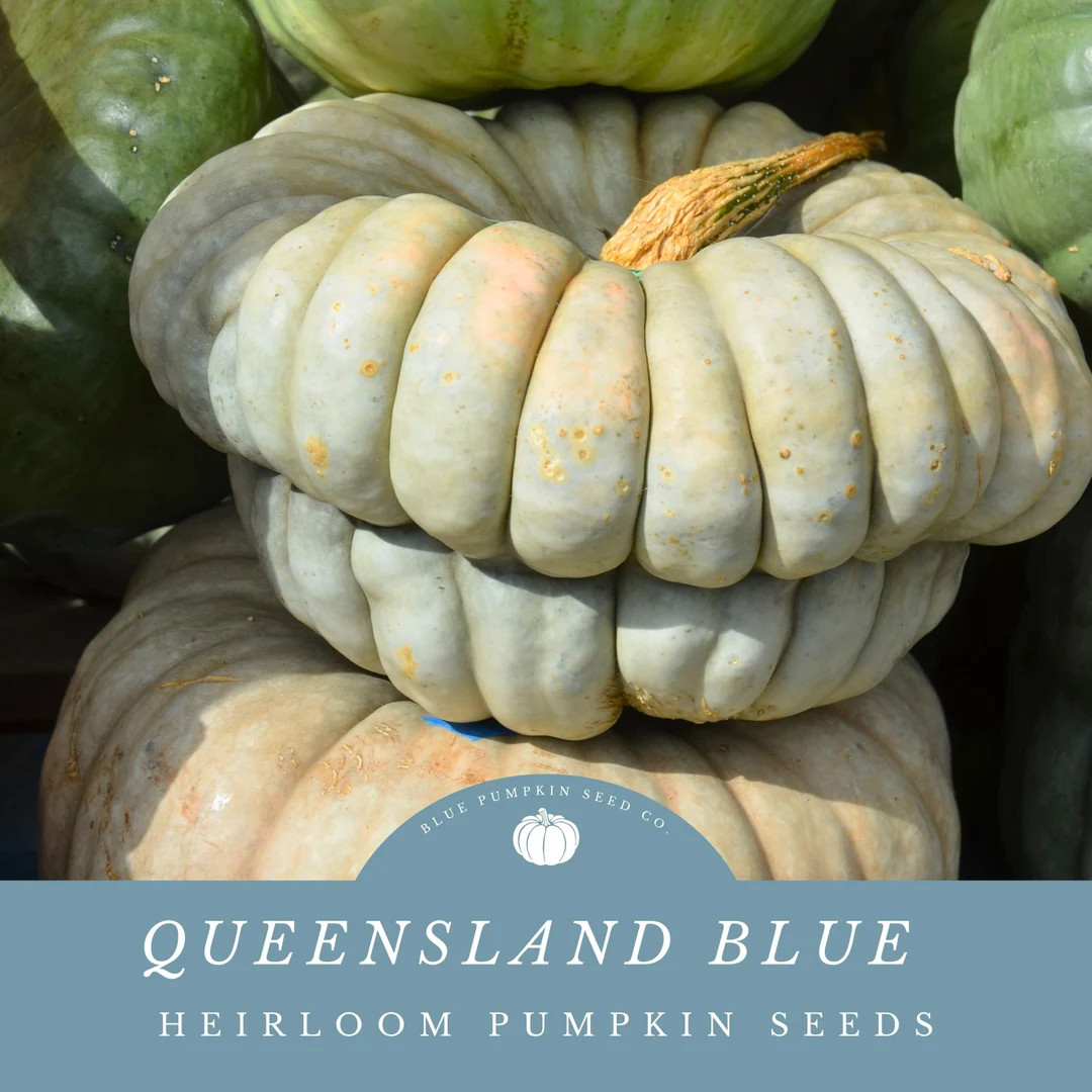 Queensland Blue Pumpkin (heirloom/c.maxima) Seeds: Australian Pumpkin, Heirloom, Blue Pumpkin, Gr... | Etsy (US)