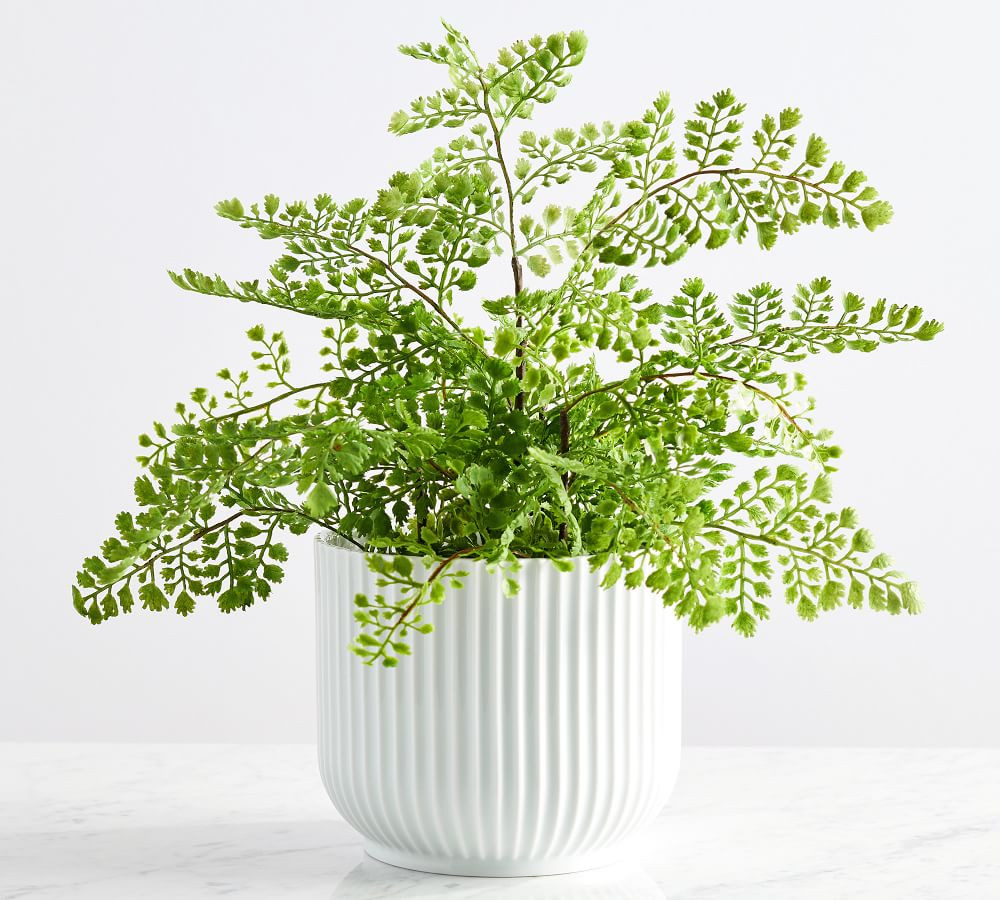 Faux Potted Maidenhair Fern, 16&amp;quot;H | Pottery Barn (US)